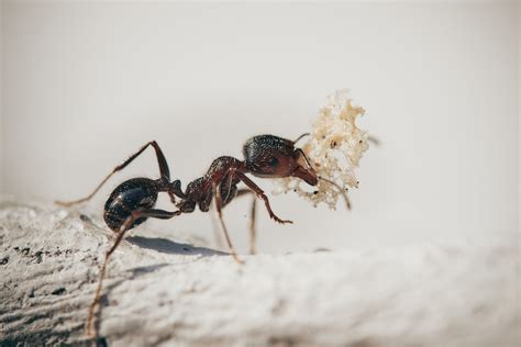 螞蟻在水裡|關於螞蟻的一切